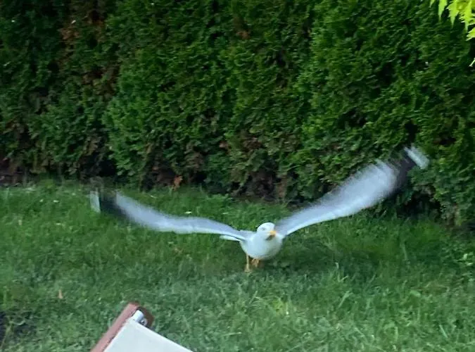 Aphrodite Gardens D208, Sunny Beach